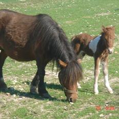 Shetlænder Solvangs Pop Hansi
