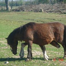 Shetlænder Solvangs Pop Hansi