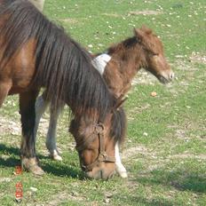 Shetlænder Solvangs Pop Hansi