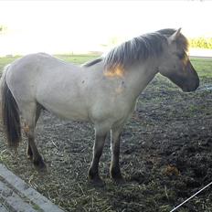 Islænder Gladur fra Gultentorp