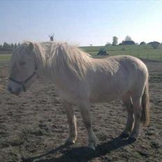 Fjordhest Højgårds Celia