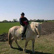 Fjordhest Højgårds Celia