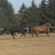 Oldenborg Stjerne af Mosen *SOLGT*