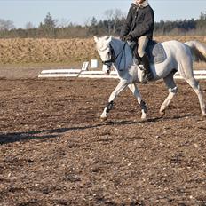 Anden særlig race G-Star