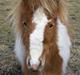 Shetlænder Coco<3 