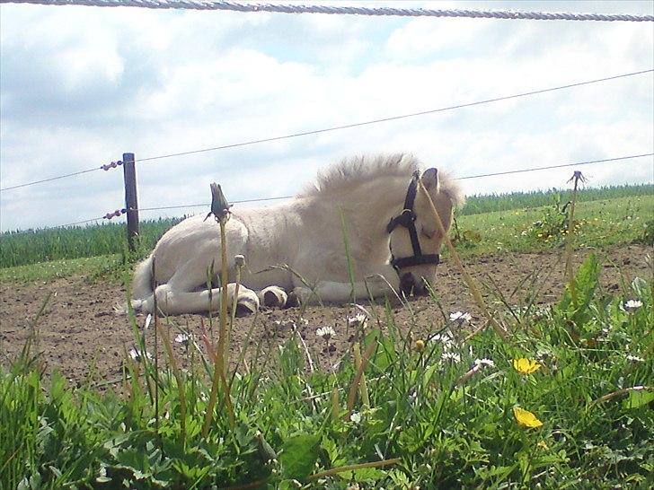 Fjordhest Kragshøjs Ladonia R.I.P billede 2