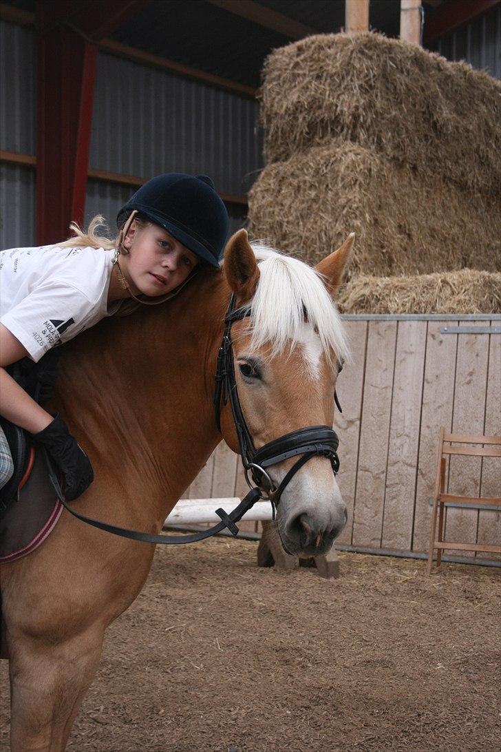 Tyroler Haflinger Kiwi - Dressur.
foto: Mor.
2011 billede 4