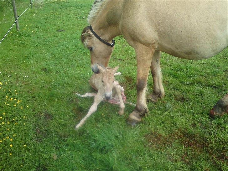 Fjordhest Kragshøjs Ladonia R.I.P billede 3