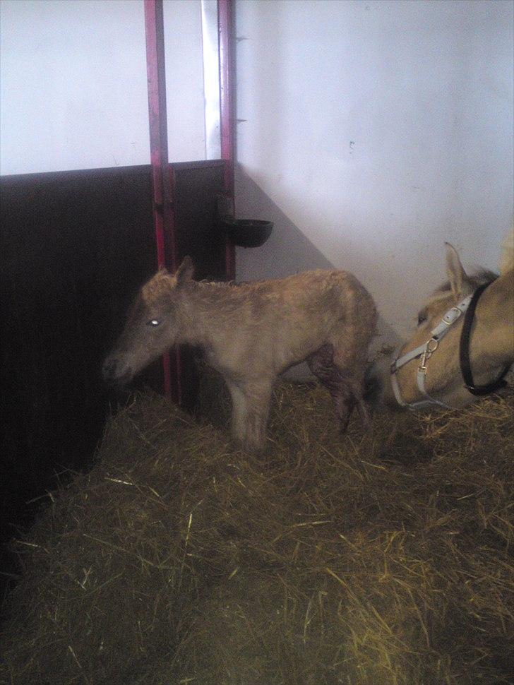 Fjordhest Kragshøjs Ladonia R.I.P billede 4