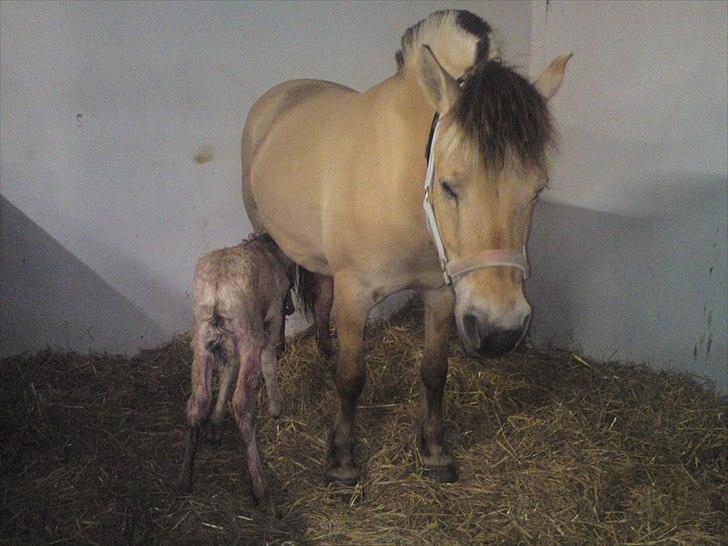 Fjordhest Kragshøjs Ladonia R.I.P billede 5