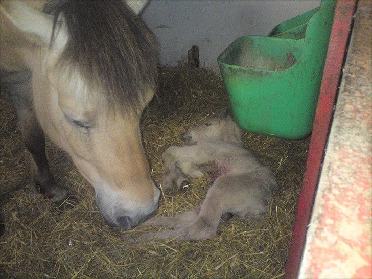 Fjordhest Kragshøjs Ladonia R.I.P billede 6