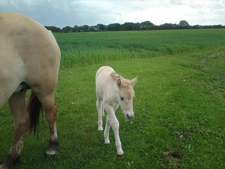 Fjordhest Kragshøjs Ladonia R.I.P billede 7