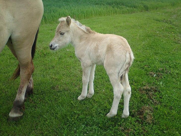Fjordhest Kragshøjs Ladonia R.I.P billede 9