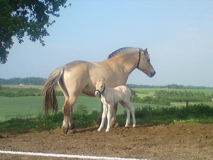 Fjordhest Kragshøjs Ladonia R.I.P billede 10