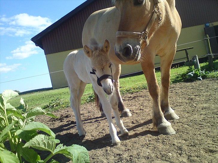 Fjordhest Kragshøjs Ladonia R.I.P billede 11
