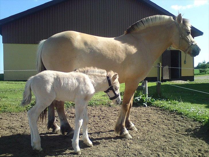 Fjordhest Kragshøjs Ladonia R.I.P billede 12