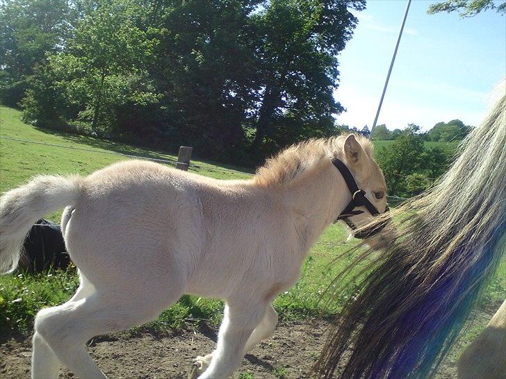 Fjordhest Kragshøjs Ladonia R.I.P billede 13