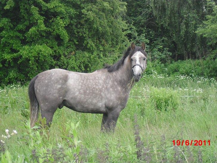 DSP Bomgaardens Davinci *AVLS HINGST* SPH 203 - 19/6/2011.. For mig findes der ikke noget smukkere<3<3 billede 7