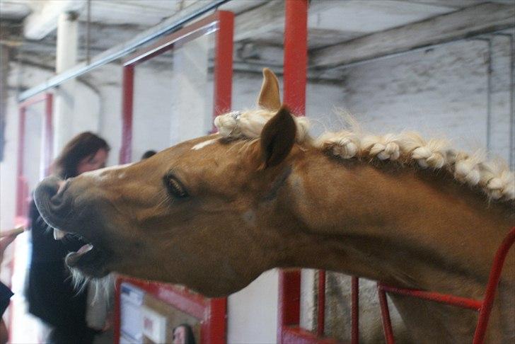 Haflinger Attica *solgt* ;-( billede 14