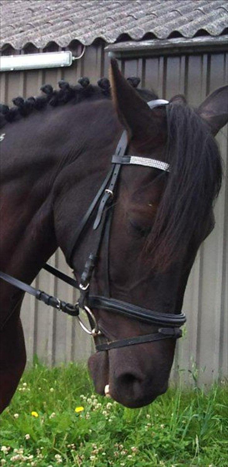 Traver BG Hannah (Tidl. part) billede 1