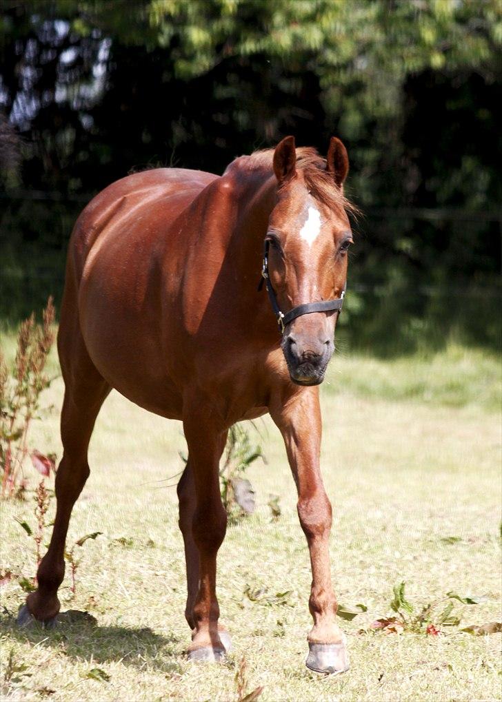 Anden særlig race Piccolo  - Piccolo på folden :D [Foto: JCN©(mig)] billede 10