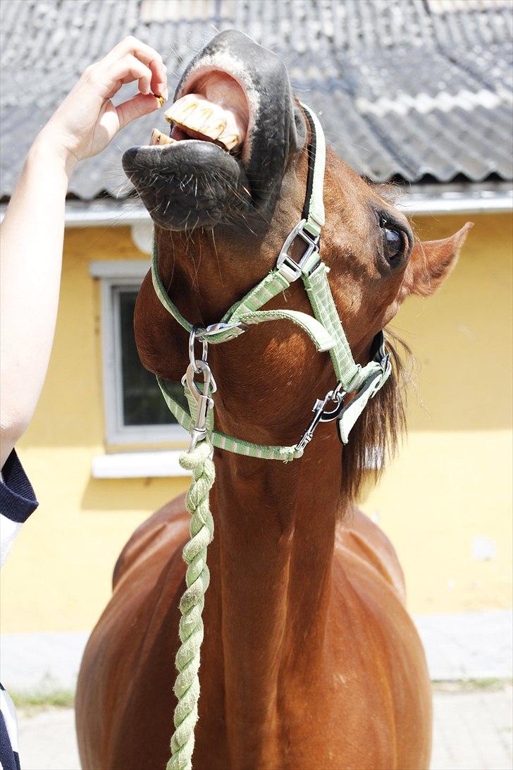 Anden særlig race Piccolo  - hawt <3 [Foto: Emma Alberte Lundsgaard] billede 7