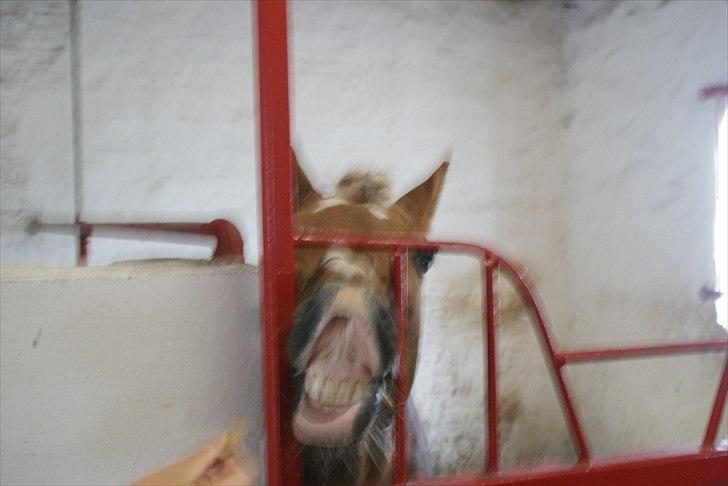 Haflinger Attica *solgt* ;-( billede 8