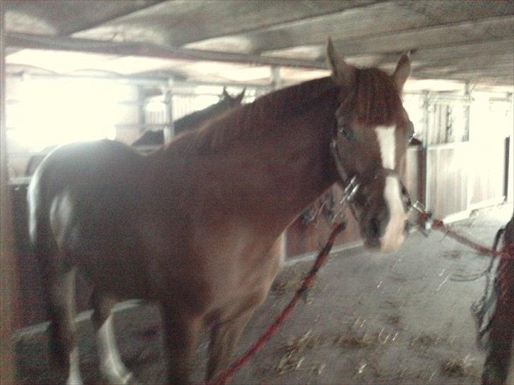 Anden særlig race Junior Charkiro billede 17