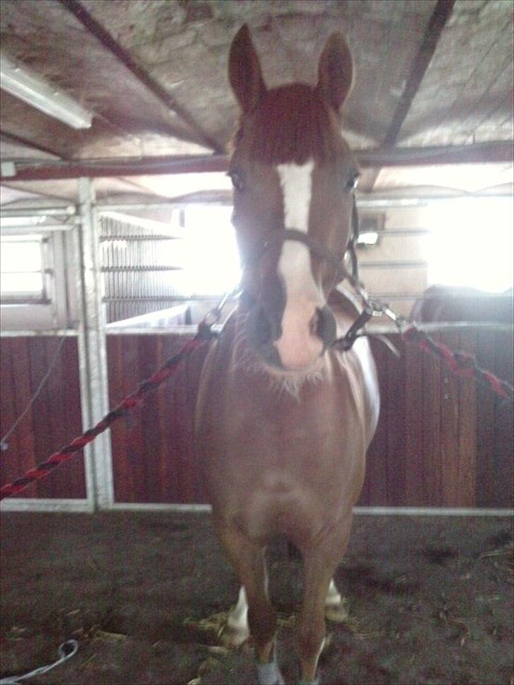 Anden særlig race Junior Charkiro billede 18