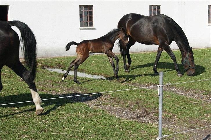 Hannoveraner Dimikka - 14 dage gammel. :) billede 4