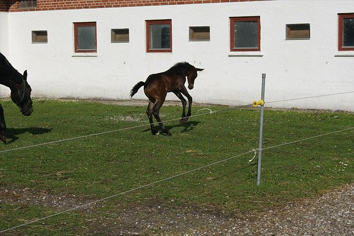 Hannoveraner Dimikka - 14 dage gammel. billede 6
