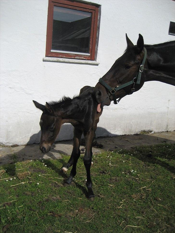 Hannoveraner Dimikka - bliver lige vasket lidt af mor. :D
1 dag gammel. :D billede 12