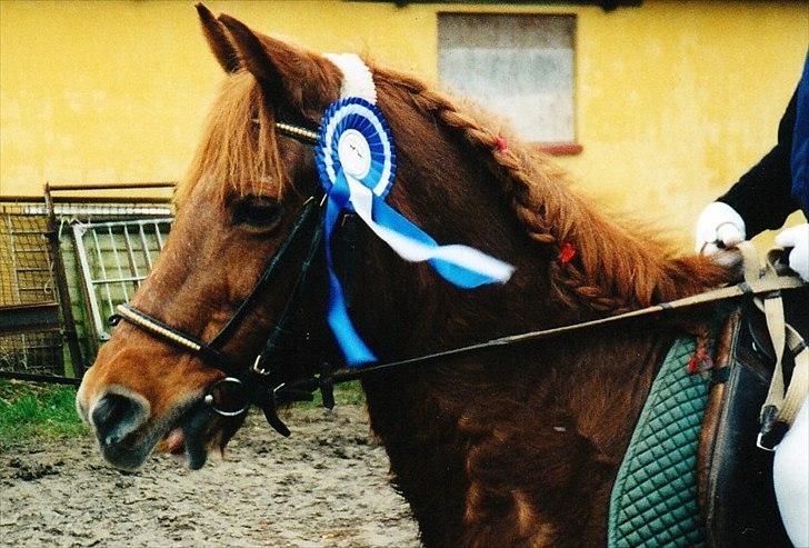 Islænder Hera - Velkommen til Hera´s profil :) billede 1