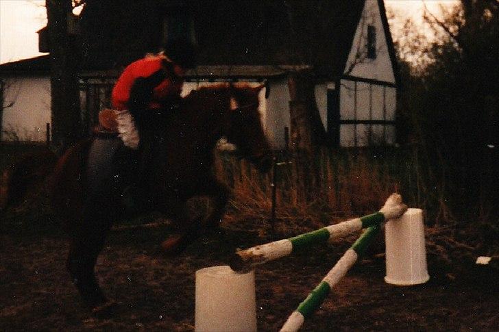Islænder Hera - Michella springer Hera derhjemme. billede 2