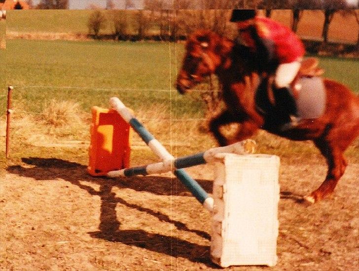 Islænder Hera - Lidt springtræning med Michella i sadlen. billede 3