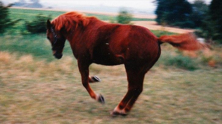 Islænder Hera - Hera gir den gaz på folden. billede 5