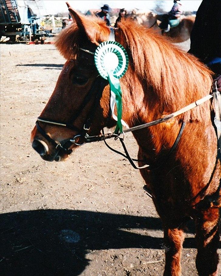 Islænder Hera - Hera efter endt springstævne med mig i sadlen :) billede 6