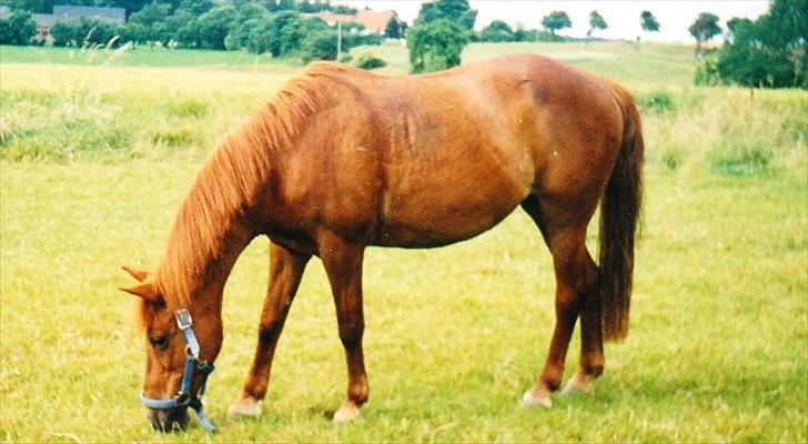 Islænder Hera - Smukke Hera efter endt ridetur., billede 7