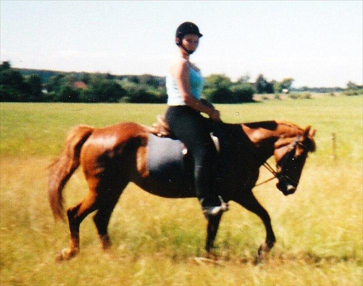 Islænder Hera - Lidt dressur på marken. billede 8