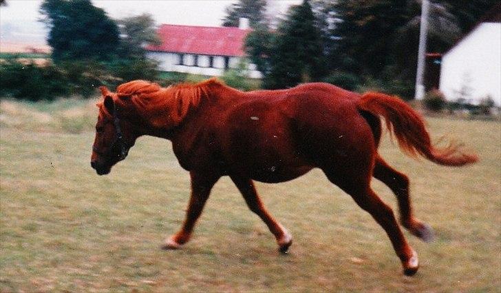 Islænder Hera billede 9