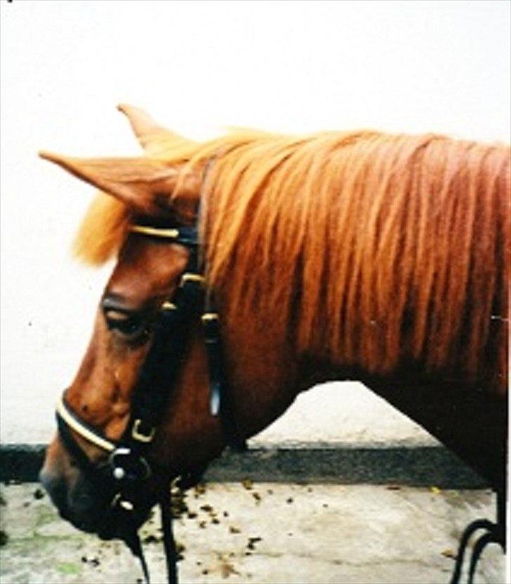 Islænder Hera billede 10