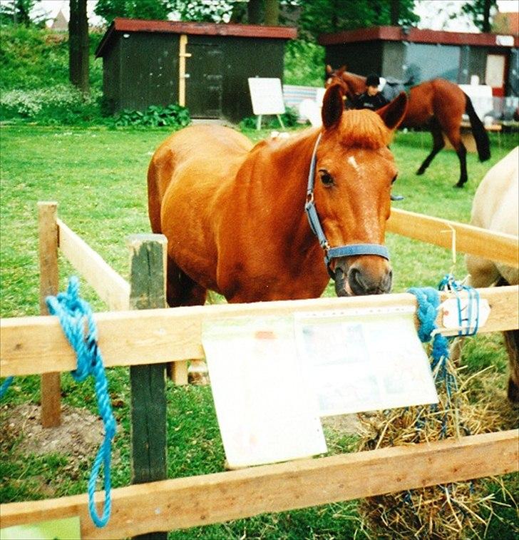 Islænder Hera - På Møns dyreskue :) billede 11