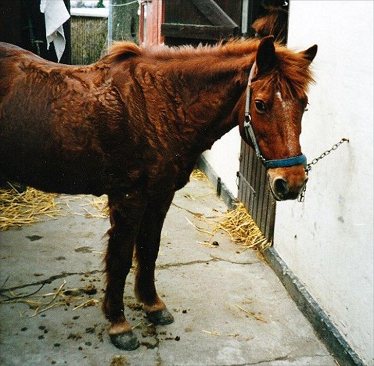 Islænder Hera - Krøllebølle :) billede 12