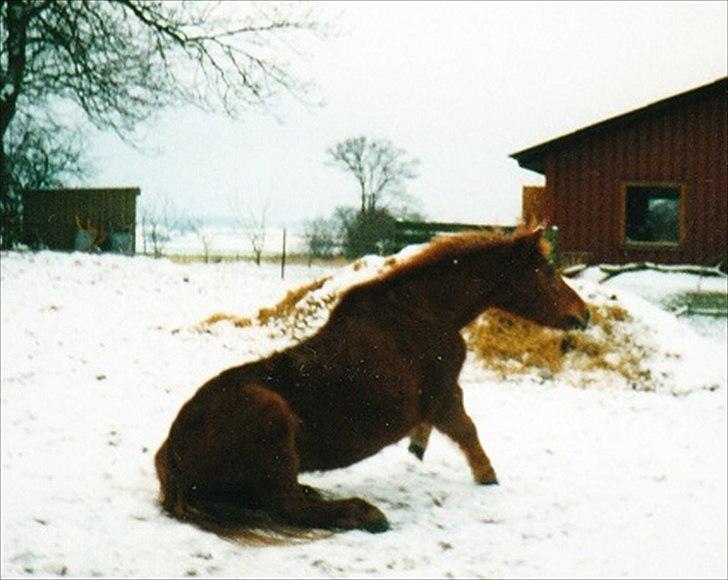 Islænder Hera billede 14