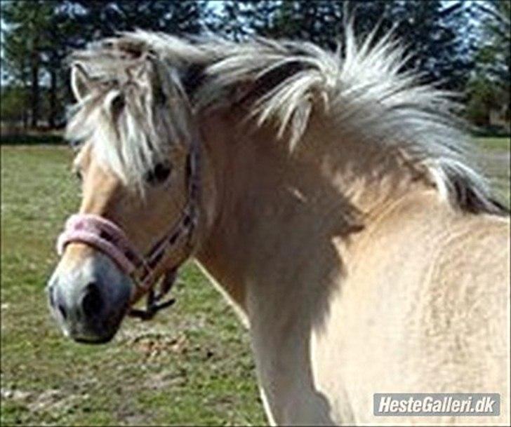 Fjordhest Freja | Stjerneponyen<3. - Man kan ikke andet end at holde af hende <33 :* (undskyld det er lidt slørret) billede 15