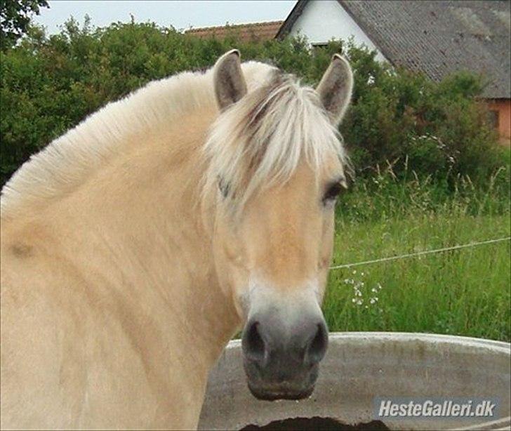 Fjordhest Freja | Stjerneponyen<3. - Love<3 billede 2