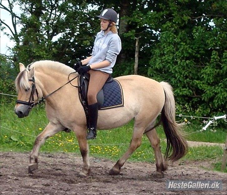 Fjordhest Freja | Stjerneponyen<3. - Freja der blir redet billede 16