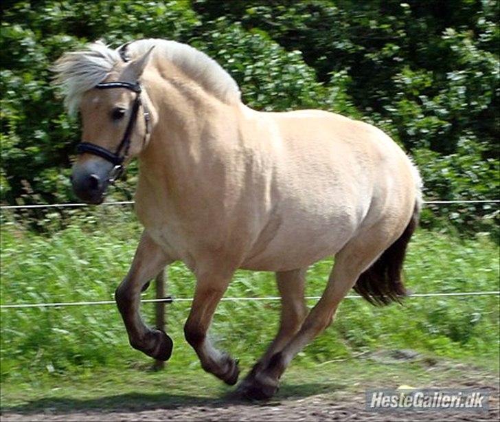 Fjordhest Freja | Stjerneponyen<3. - Freja nede på banen :* <3  billede 17