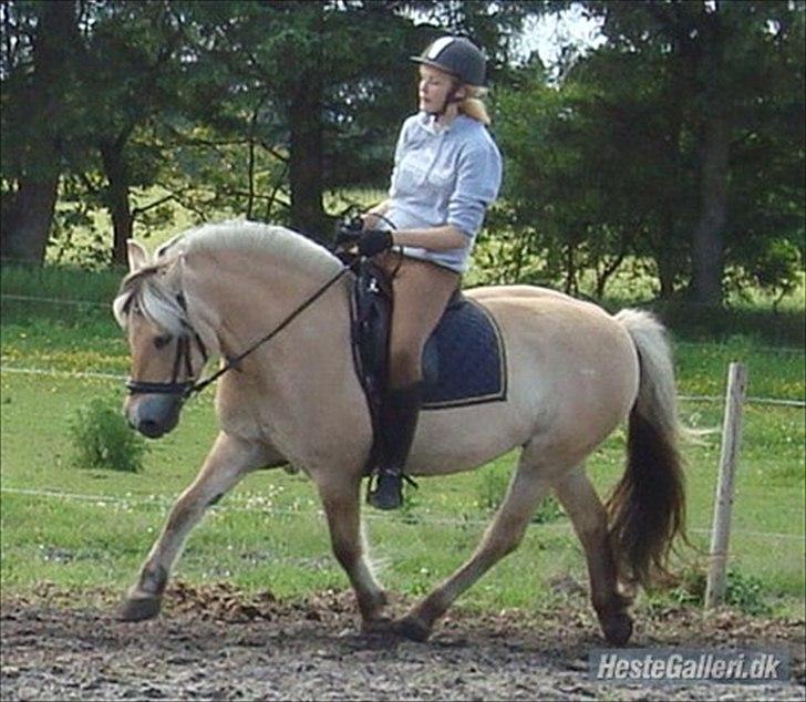 Fjordhest Freja | Stjerneponyen<3. - Min søster der træner freja billede 18