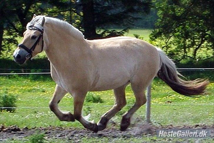 Fjordhest Freja | Stjerneponyen<3. - freja nede på banen billede 19